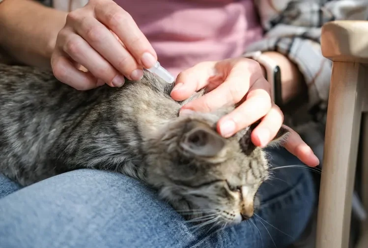 A small cat receiving tick treatment from a person holding an applicator on its neck