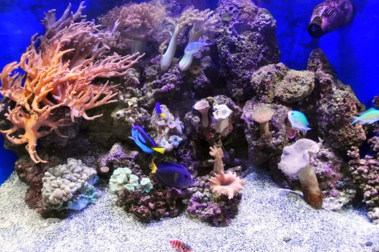Saltwater aquarium