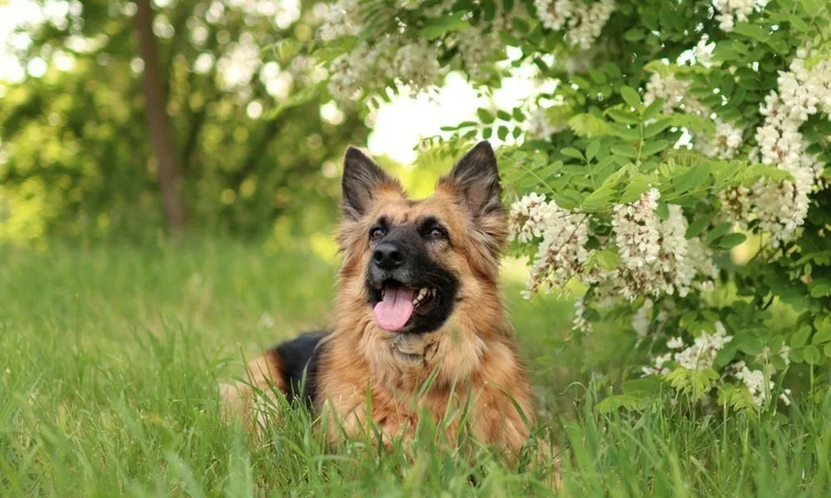 A German Shepherd dog lying beneath a tree in the grass