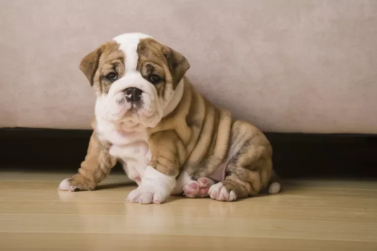 Brindle & White Bulldog Puppy