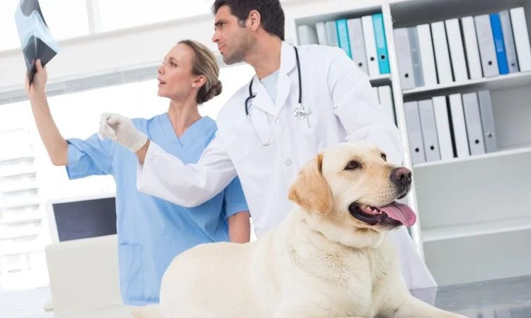 Two vets looking at a Labrador's X-rays for diagnosis of hip dysplasia