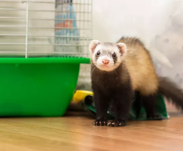 Ferret for 5 months sits on the floor near its cage