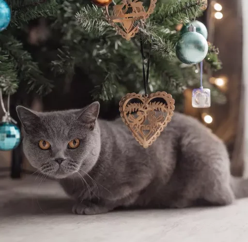 Tabby cat plays at the Christmas tree, Christmas holidays