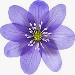  داليا