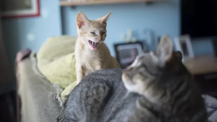 How to Solve Aggression Between Household Cats