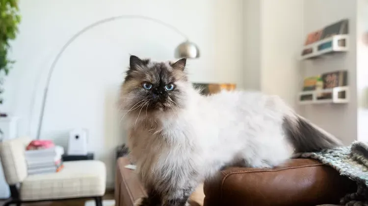 How to Care for Your Cat and Kittens After Birth