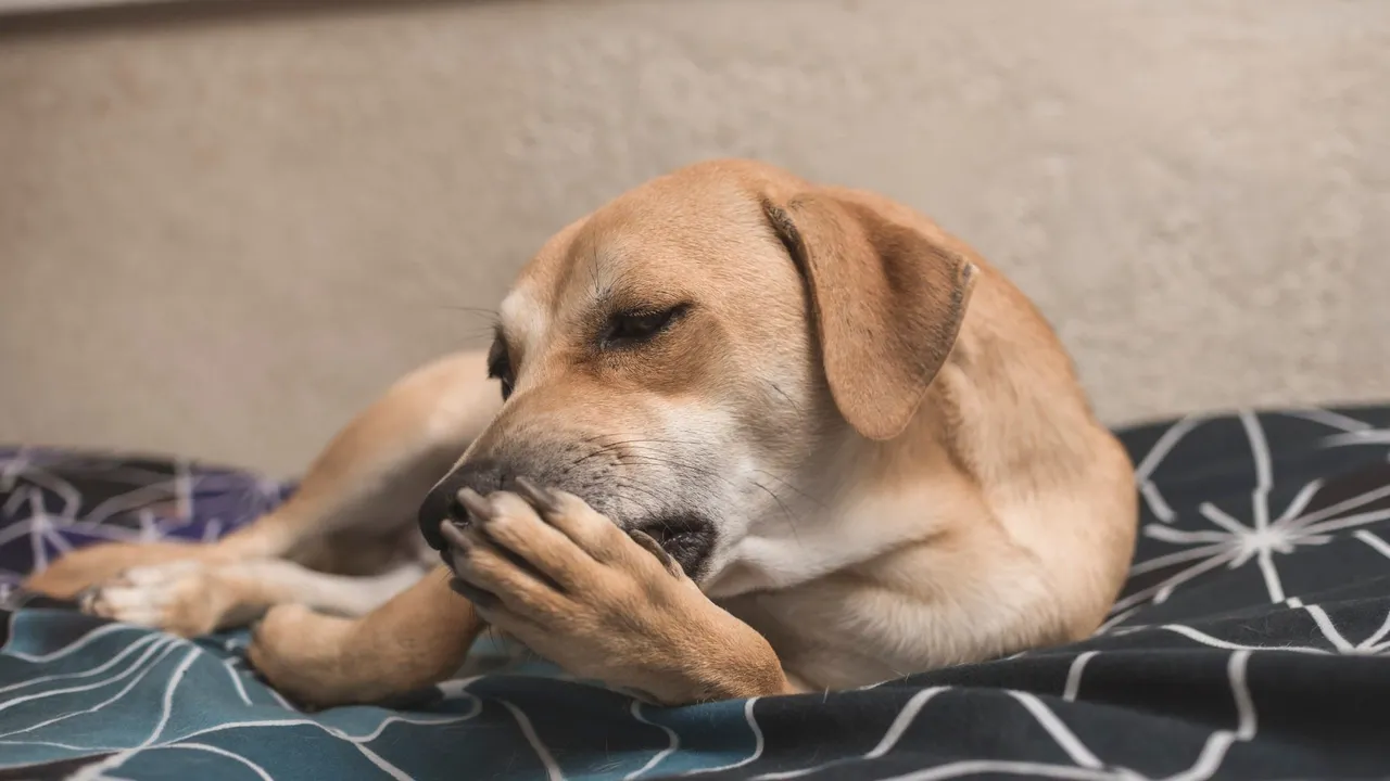 How to Care for Dogs Paw Pads