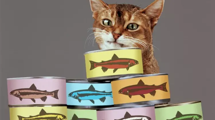 The Costs of Responsible Cat Ownership