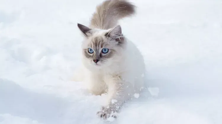 Fact or Fiction: Can Cats Get Frostbite?