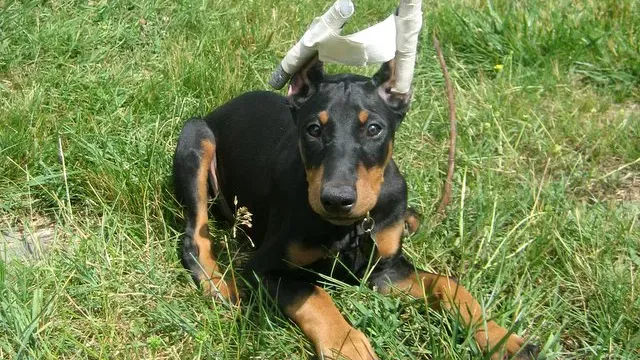 The Practice of Cropping Dog Ears