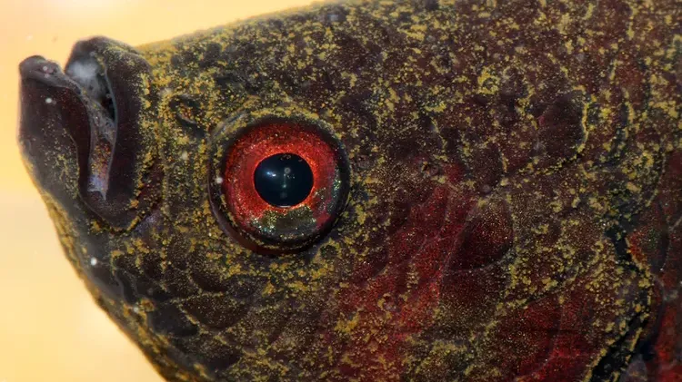 Velvet: Aquarium Fish Disease Identification and Cure