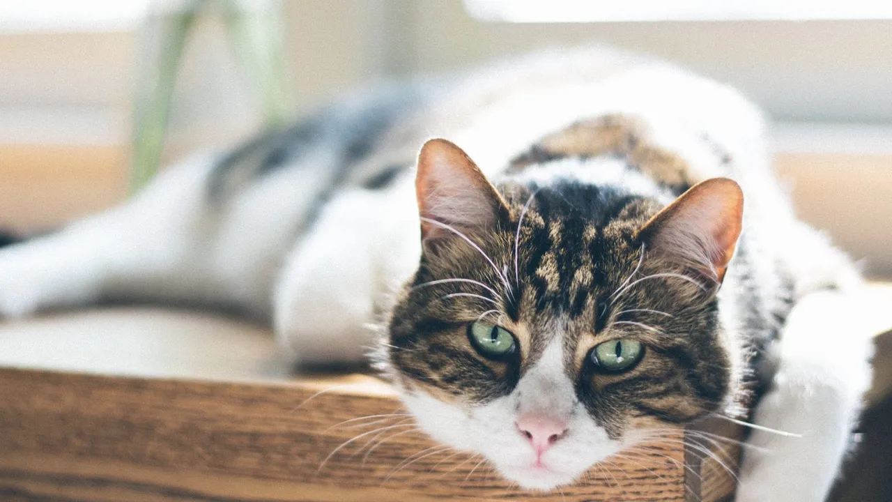 Common Health Problems in Senior Cats
