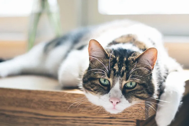 Common Health Problems in Senior Cats