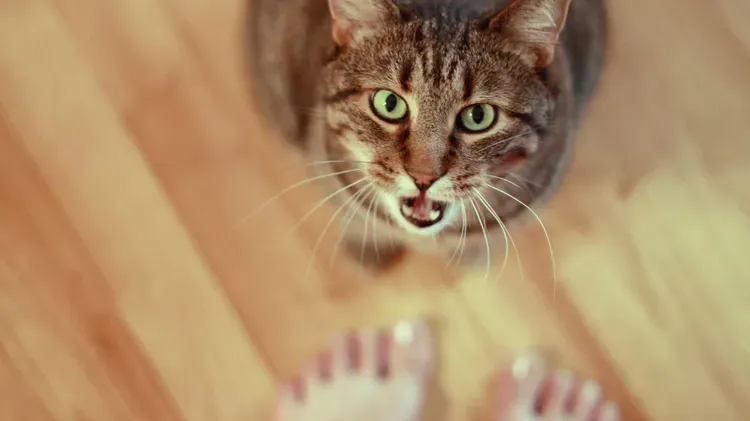 Why Your Cat Is Meowing So Much—and Other Ways They Seek Your Attention