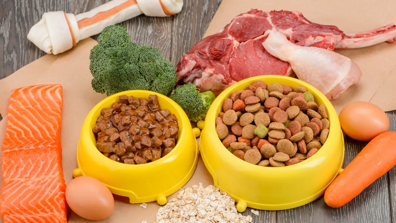 Wet vs Dry Dog Food Comparison