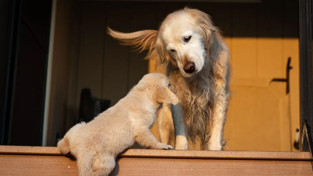 Dog Food by Age: The Best Dog Food by Life Stage