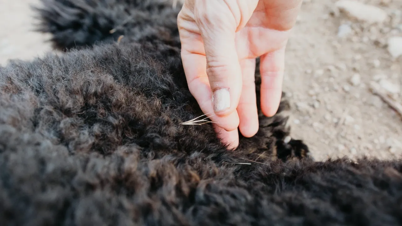 Is Grass Seed Dangerous for Dogs?