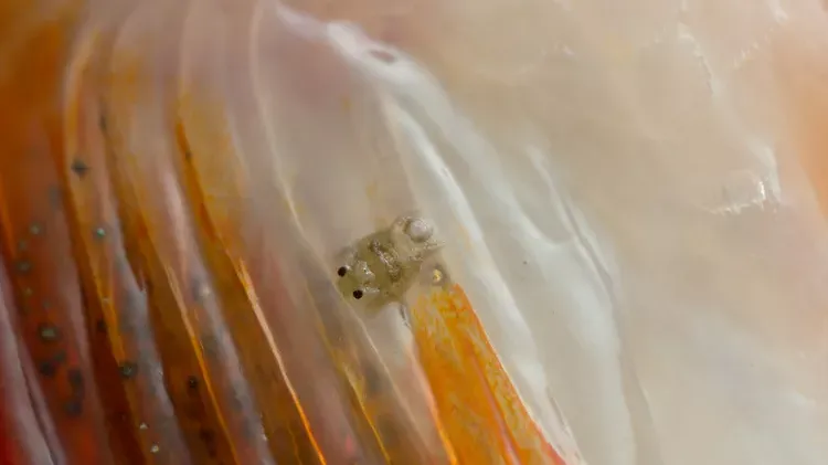 Lice in Freshwater Fish