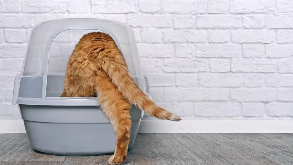 The Complete Buyers Guide to the Best Cat Litter