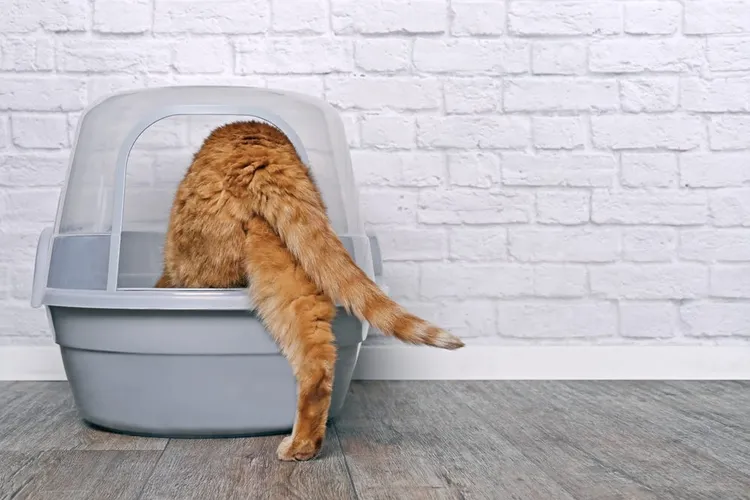 The Complete Buyers Guide to the Best Cat Litter