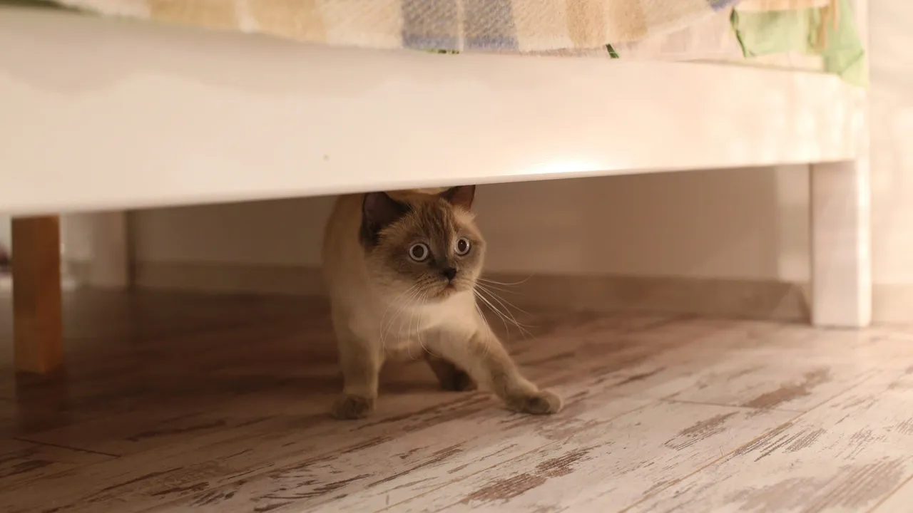 Pheromones for Cats Explained