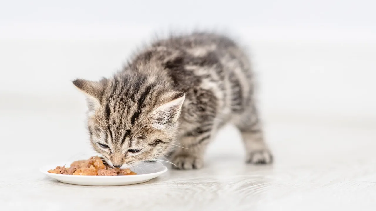 Can Kittens Eat Adult Cat Food?