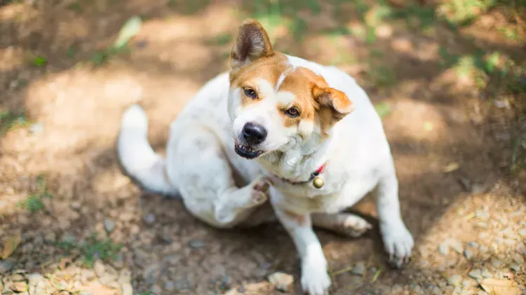 How to Treat Dry Skin on Dogs