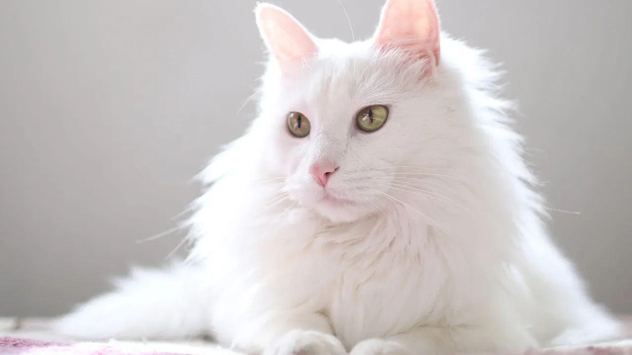 How to Care for a Deaf Cat
