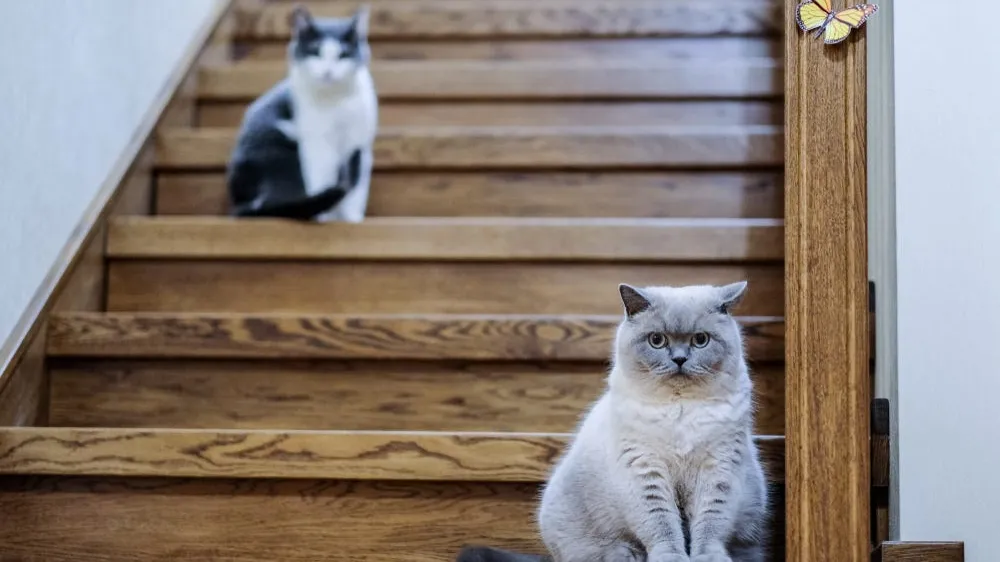 Can Cats Get Arthritis?