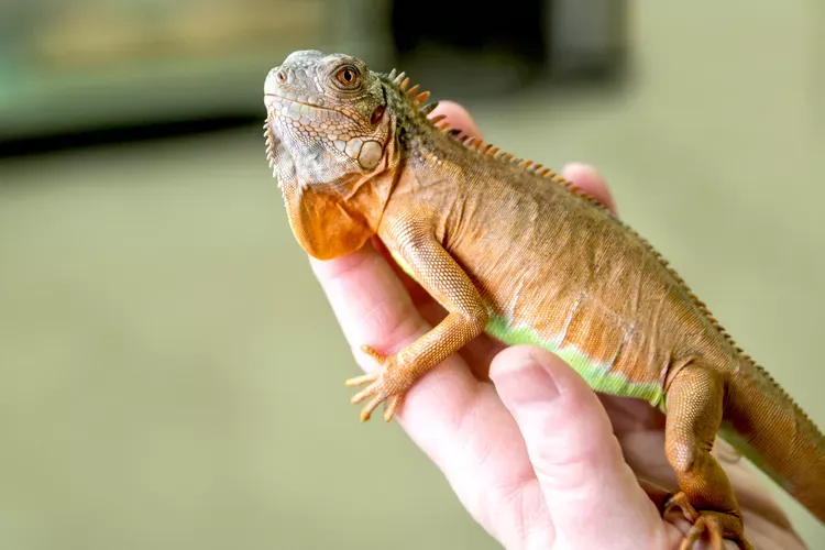 Exotic Pets You Can Own Without a License: State-by-State Laws