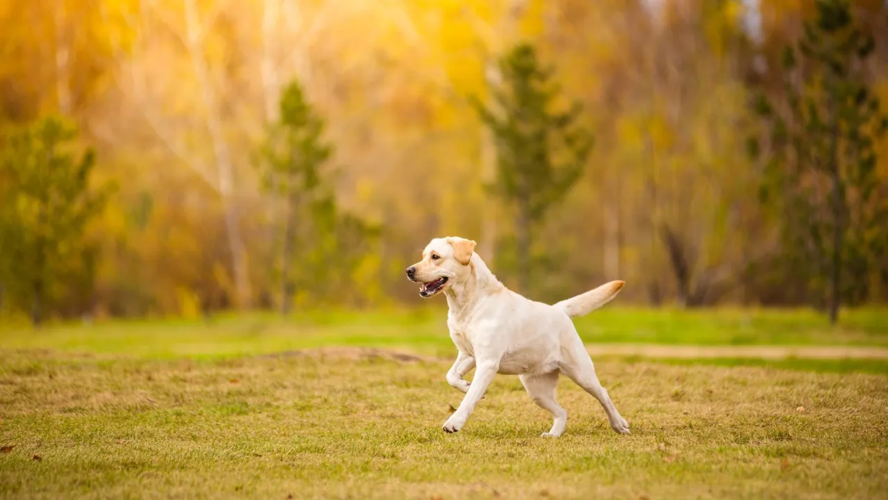 How to Care for Your Dog's Joints