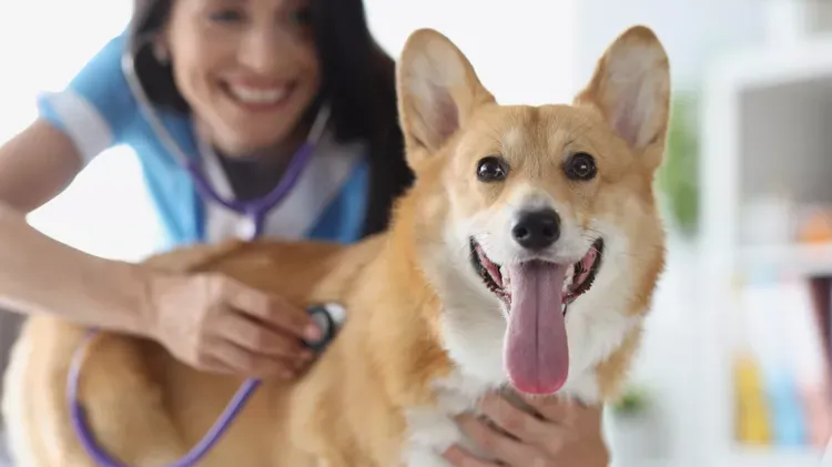How to Treat Heartworm Disease in Dogs