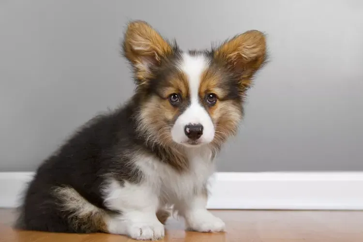 Coccidia in Puppies