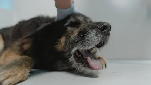 Giardiasis in Puppies