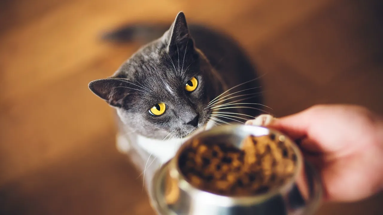 Is Your Cat Not Eating? Here's Why