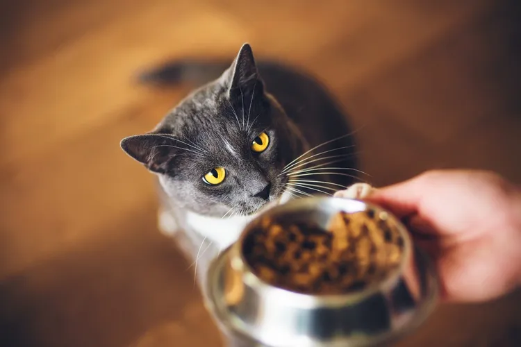 Is Your Cat Not Eating? Here's Why