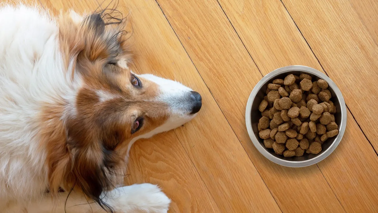 Your Dog Won’t Eat? Here’s What To Do