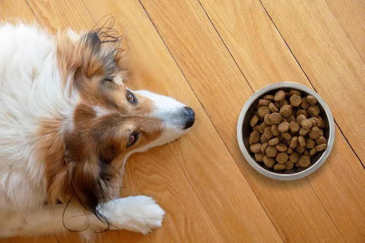 Your Dog Won’t Eat? Here’s What To Do