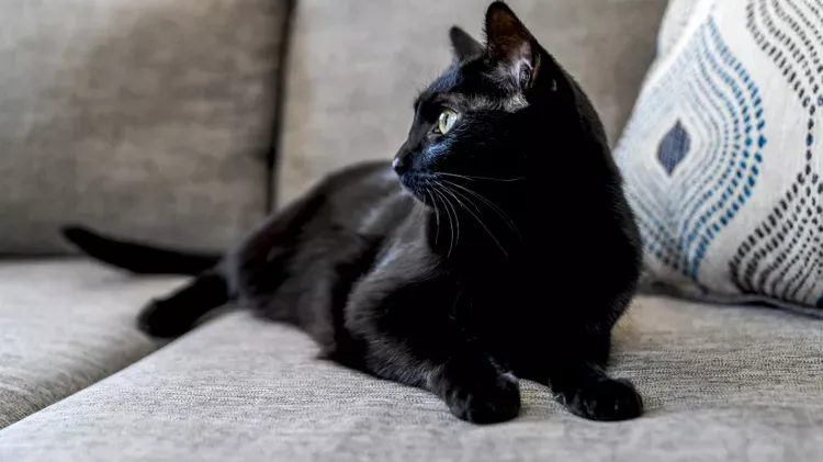 Is My Cat Depressed? Recognizing and Treating Feline Sadness