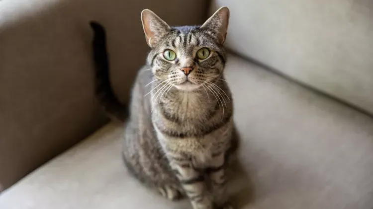 Is Your Cat a Pure Breed?