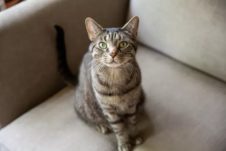Is Your Cat a Pure Breed?