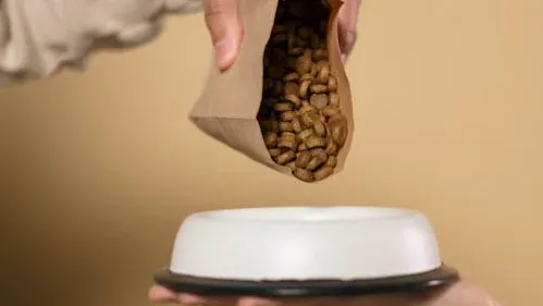 The Best Food for Dogs With Food Allergies