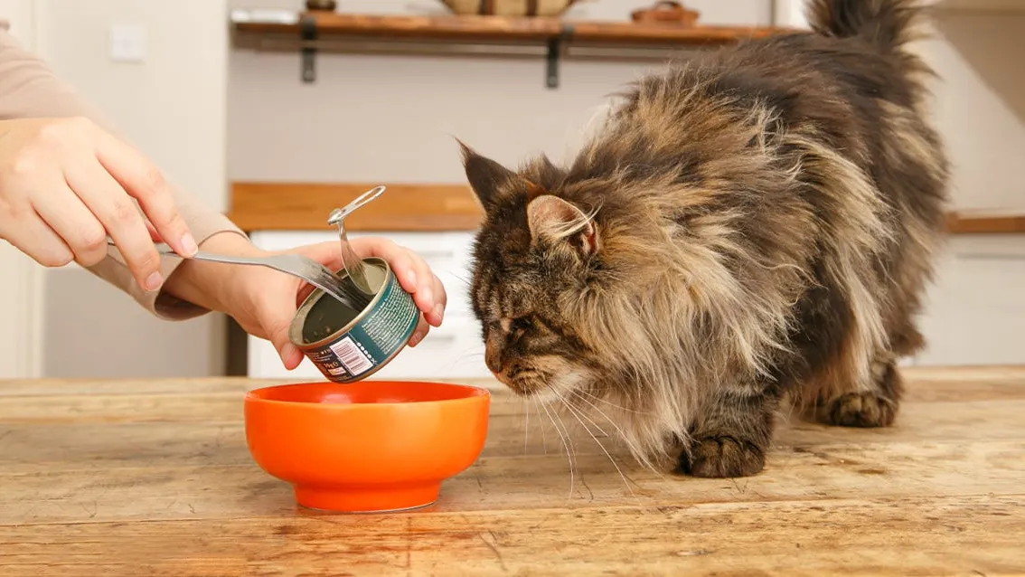 How to Choose the Best Cat Food