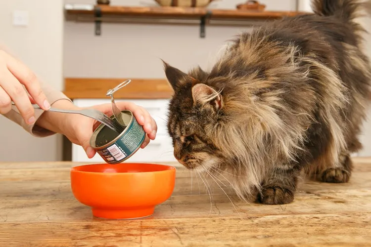How to Choose the Best Cat Food