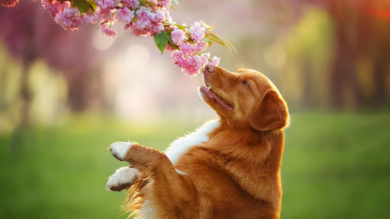 Can Dogs Get Hayfever?