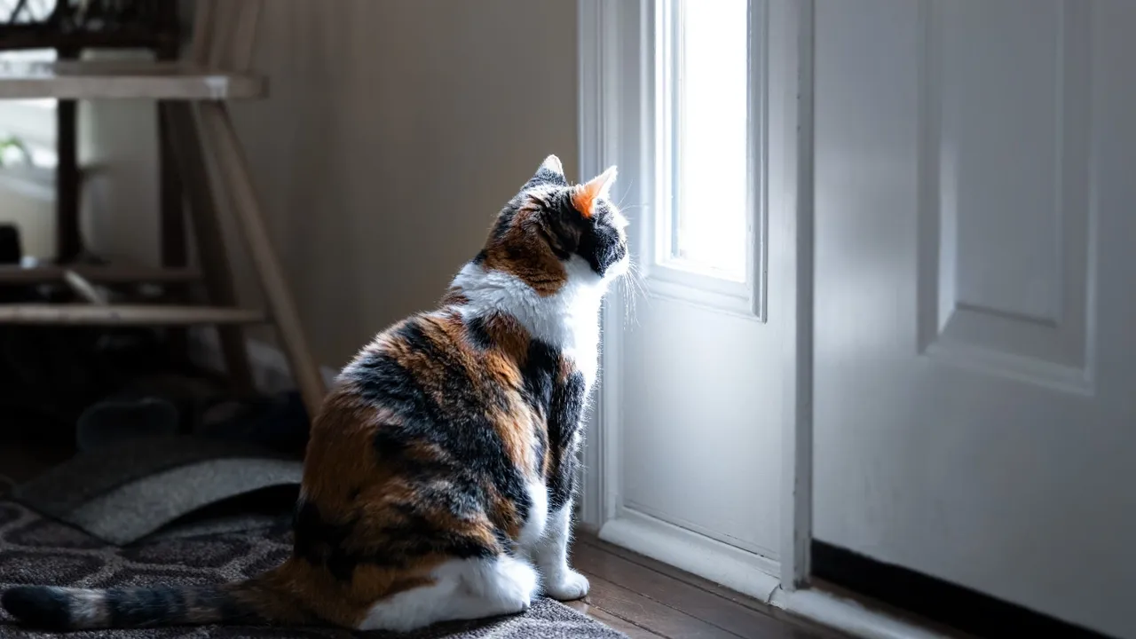 Can Cats Get Separation Anxiety?