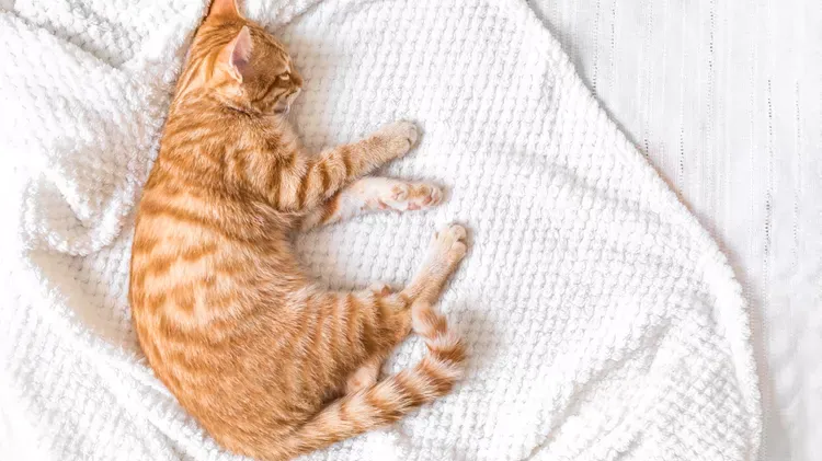Coccidia in Cats
