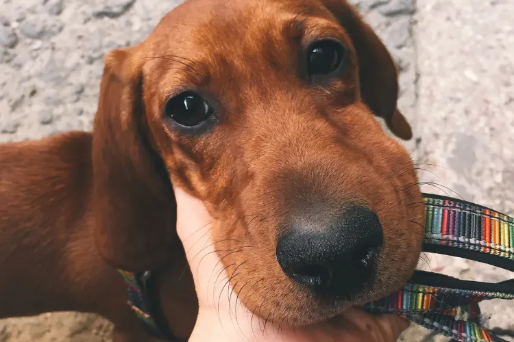 What to Do if Your Dog is Stung by a Bee