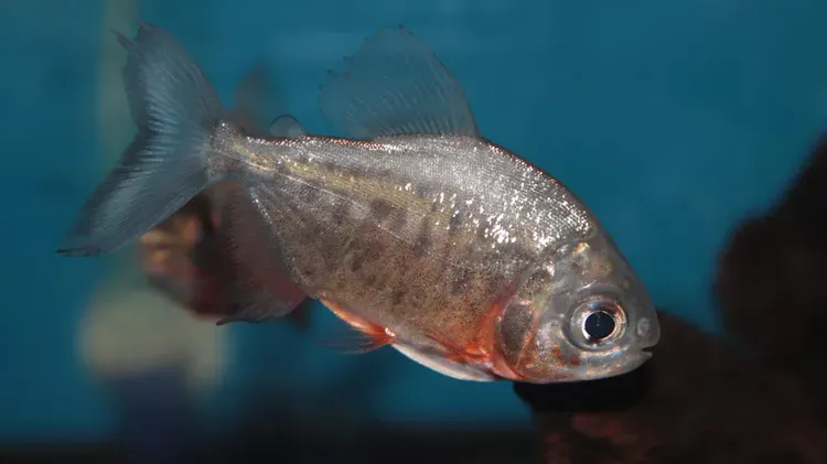 Ulcers in Freshwater Fish