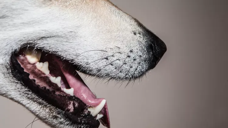 What to Do If Your Dog Has a Loose Tooth
